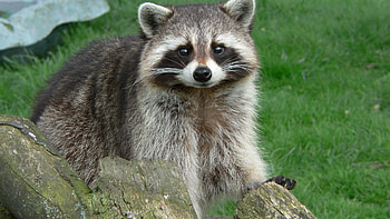 Animals, Grass, Muzzle, Wool, Snag, Raccoon HD wallpaper