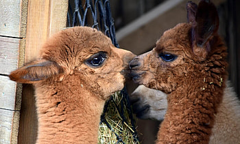 Distinguishing llama and alpaca, Learning their differences, Alpaca vs. llama, Animal classification HD wallpaper