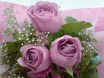Flowers, Roses, Drops, Registration, Typography, Bouquet, Gypsophilus, Gipsophile HD wallpaper