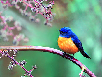 Little Bird, beautiful, bird, , little HD wallpaper