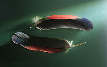 Feather, Miscellanea, Miscellaneous, Couple, Pair, Form, Shadow HD wallpaper