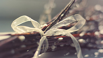 Plant, Macro, Tape, Pussy Willow, Verba, Stick, Sticks HD wallpaper
