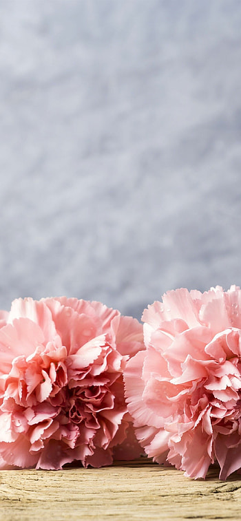Carnation , Nature HD phone wallpaper
