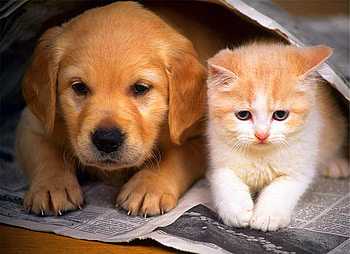 Li'l buddies, kitten, puppy, brown, gold and white, babies, friends HD wallpaper
