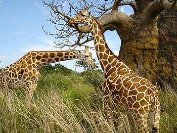 Animals, Giraffes HD wallpaper