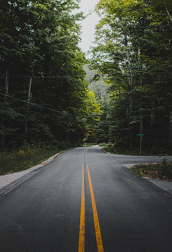 Nature, Trees, Bush, Road, Markup, Forest HD phone wallpaper
