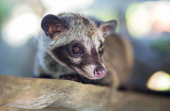 Kopi Luwak coffee, Busting the myth, Unique beverage, Intriguing cat HD wallpaper