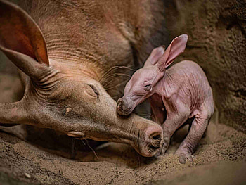Aardvark, Newborn dobby, Harry potter house elf, Cute HD wallpaper