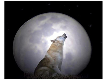 MOONWOLF, moon, animals, Wolf, sky, nature HD wallpaper