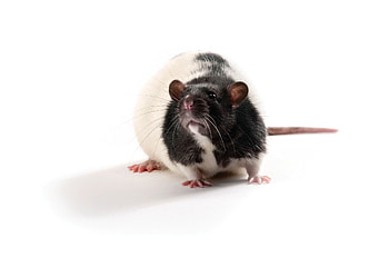 ZDSD Rat Model Distribution, Cutting-Edge Research, Charles River Partnership, Advancing Science HD wallpaper