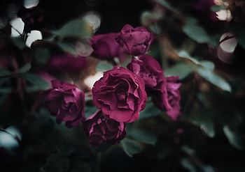 Flowers, Rose Flower, Rose, Petals, Bloom, Flowering, Flower Bed, Flowerbed, Garden HD wallpaper