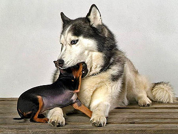 Dentist, dogs, funny HD wallpaper