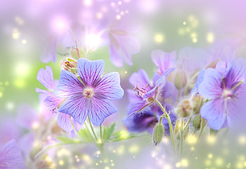 Pretty Flowers, Nature, Flower, Spring, pretty HD wallpaper