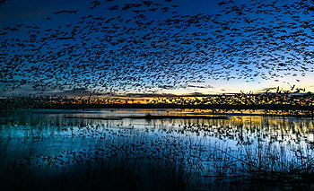 Birds Flying Water Body, birds, nature HD wallpaper