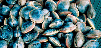 Farmed shellfish, Climate change impact, Vulnerable ecosystem, Ocean's treasures HD wallpaper
