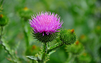 Plants, Flowers HD wallpaper