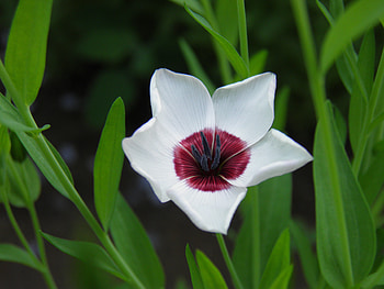 Plants, Flowers HD wallpaper