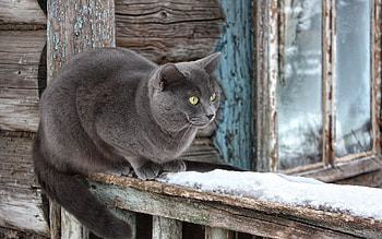 Animals, Snow, Sit, Cat, Window Sill, Windowsill, Waiting, Expectation HD wallpaper