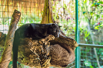 Kopi Luwak coffee, Busting the myth, Unique beverage, Intriguing cat HD wallpaper