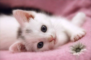Cute and Sweet, sweet, kitten, looking, pink, kitty, cute HD wallpaper
