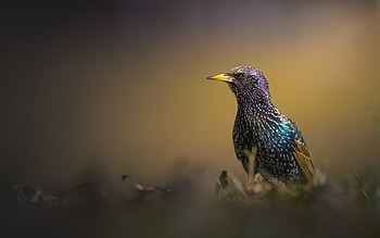 Starling, animal, graphy, bird HD wallpaper