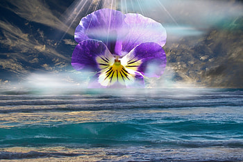 Pansy!, sea, pansy, nature, flower HD wallpaper