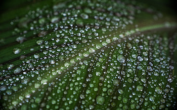 Water Drops on Leaf, drops, leaf, graphy, water HD wallpaper