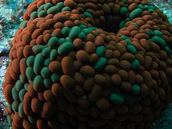 Sealife, colors, balls, ocean HD wallpaper
