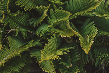 Leaves, Plant, Macro, Fern HD wallpaper