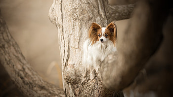 Papillon Dog, Miniature continental toy spaniel HD wallpaper