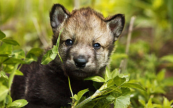 Wolf, animal, jungle, cub HD wallpaper