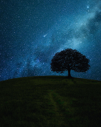 Stars, Night, Dark, Wood, Tree, Starry Sky, Hill HD phone wallpaper