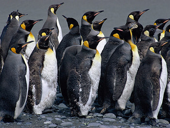 Animals, Birds, Water, Pinguins, Spray, Flock HD wallpaper