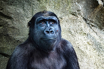 Monkey, gorilla monkey, animal face, wildlife graphy HD wallpaper