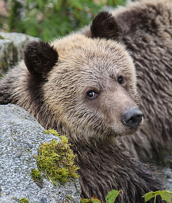 Animals, Muzzle, Brown, Bear, Sweetheart, Nice HD phone wallpaper