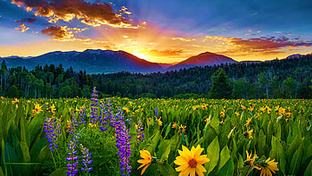 East Idaho Spring's Delight, colors, clouds, sky, flowers, mountains, sunrise, landscape, usa, blossoms, field HD wallpaper