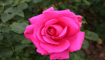 Pink Rose, gorgeous, rose, pink, leaves, pretty, petals, flower, green, nature, layer HD wallpaper
