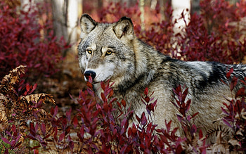 Animals, Wolfs HD wallpaper