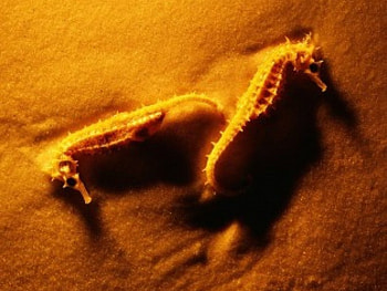 Seahorses on sand, sea horses, sand, beach HD wallpaper