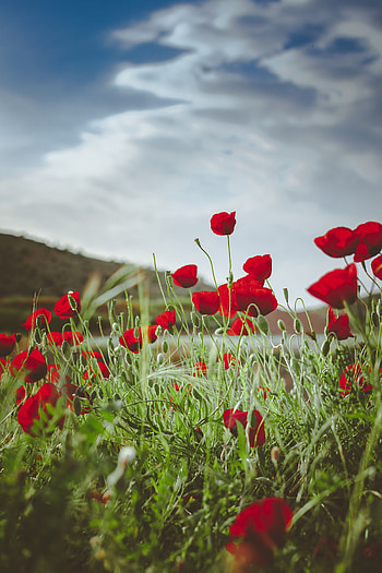 Meadow, bright and red poppy, plants, nature HD phone wallpaper