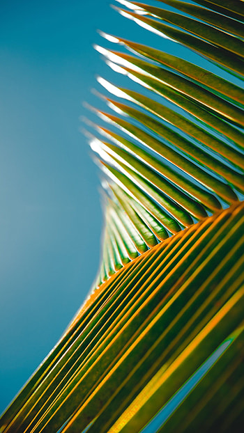 Latest, Leaf HD phone wallpaper