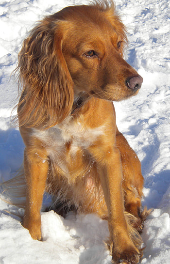 Animals, Dogs, Snow HD phone wallpaper