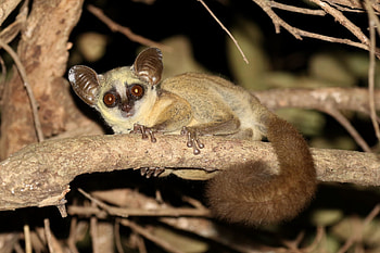 Zanzibar galago, Bush Baby (Galago) HD wallpaper
