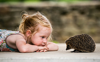 Little Girl and Hedgehog, animal, hedgehog, little girl, child HD wallpaper