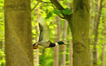 Animals, Bird, Wood, Tree, Flight, Duck HD wallpaper
