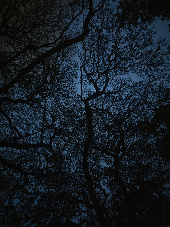 Trees, Sky, Twilight, Dark, Branches, Dusk HD phone wallpaper