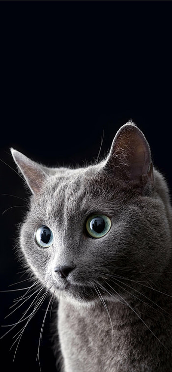 British Cat, , Mysterious charm, Feline fascination HD phone wallpaper