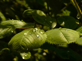 Grass, Leaves, Drops, Plant, Macro, Form, Shadow HD wallpaper