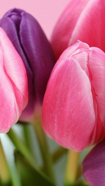 Tulip (Nature), Tulip flower, Android HD phone wallpaper