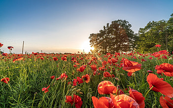 Poppy Meadow, poppies, Latvia, trees, sunbeams, meadow HD wallpaper